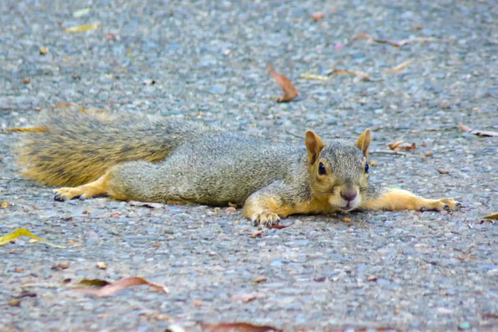 City Squirrels Unique Way Of Cooling Off