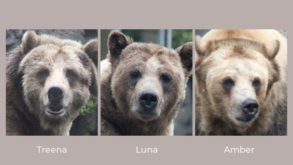 https://www.centralpark.com/downloads/10149/download/grizzly_bears_central_park_zoo.jpg?cb=726f3610e0caa9f881fb48b7c55fd165&w=1200