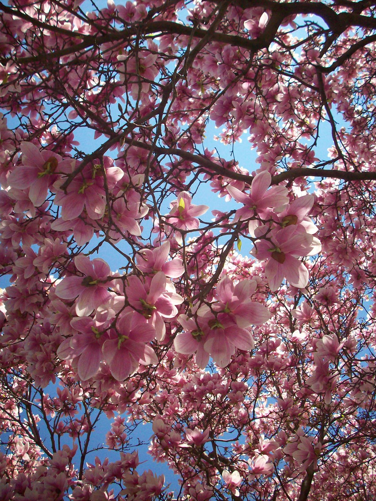 Photo entry: Cherry Blossoms against the Sky