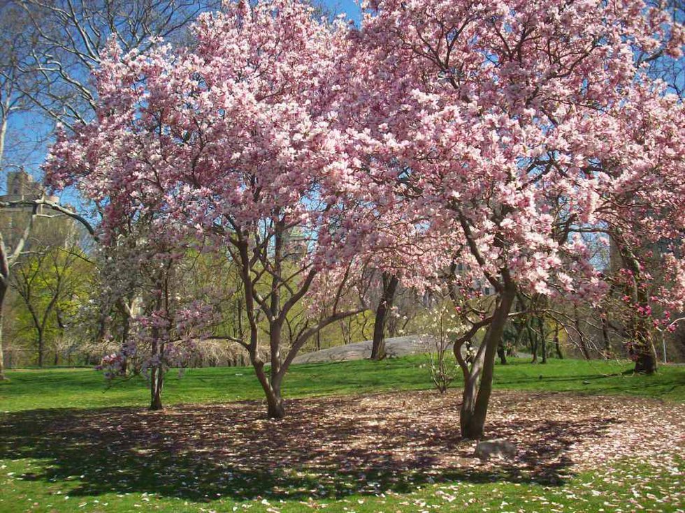 In Pics  Cherry trees blush pink as festive mood returns with