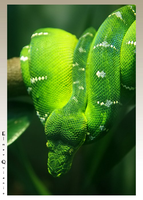 Photo entry: Emerald Tree Boa ( Corallus caninus )