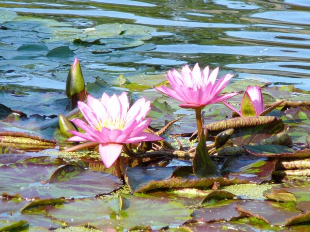 Water lilies at the fountain