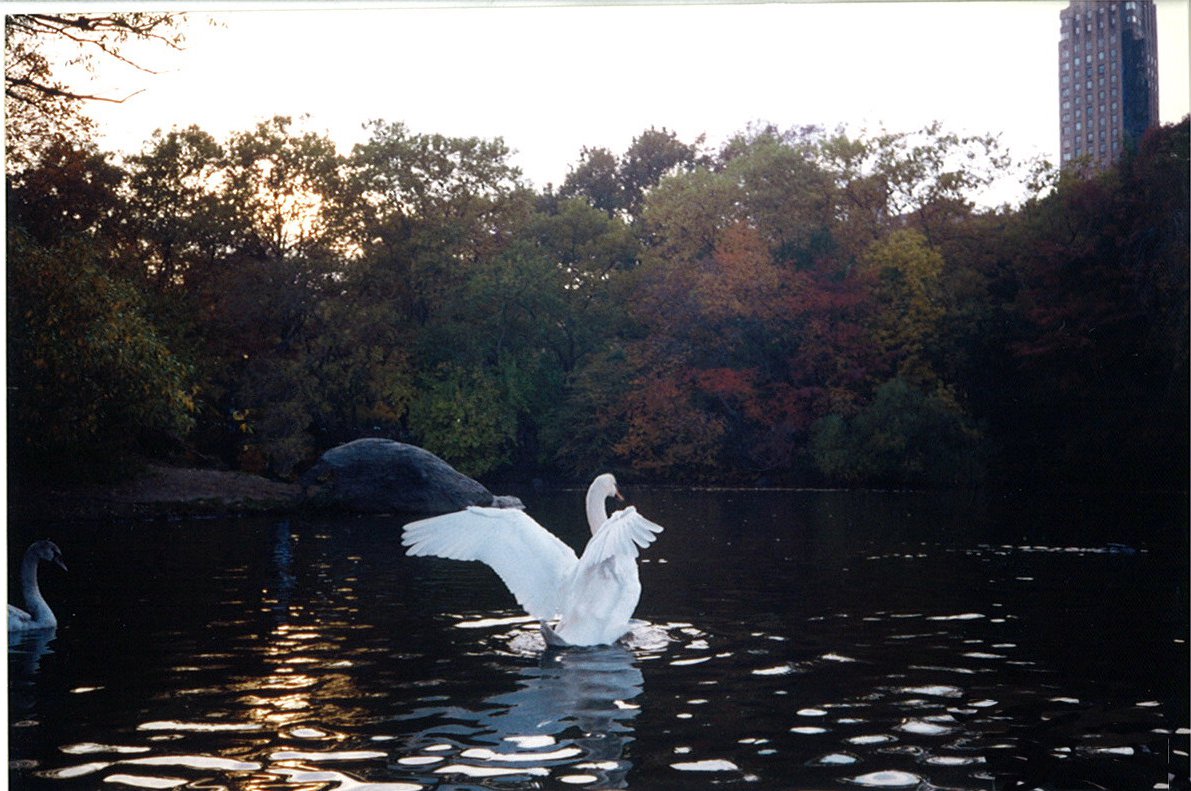 Photo entry: Swan in Lake