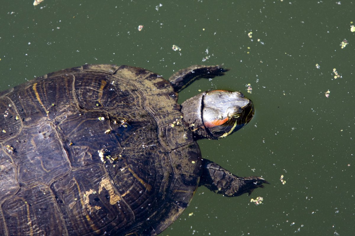 Photo entry: Turtle Close-up