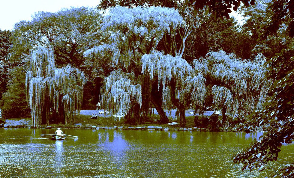 willow trees by the lake