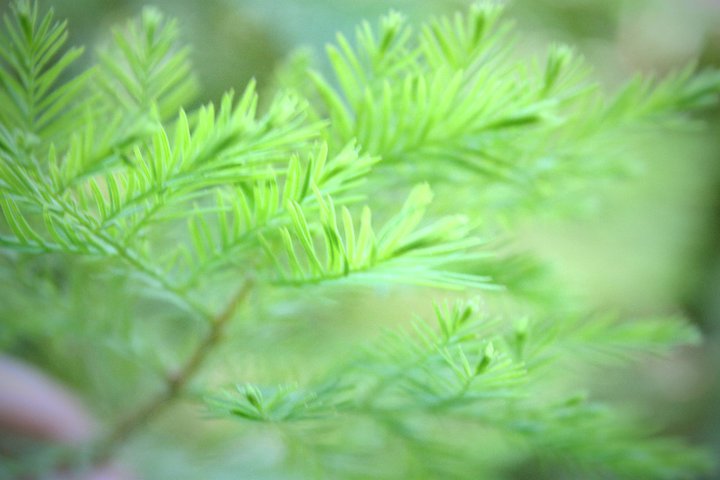 Photo entry: branches