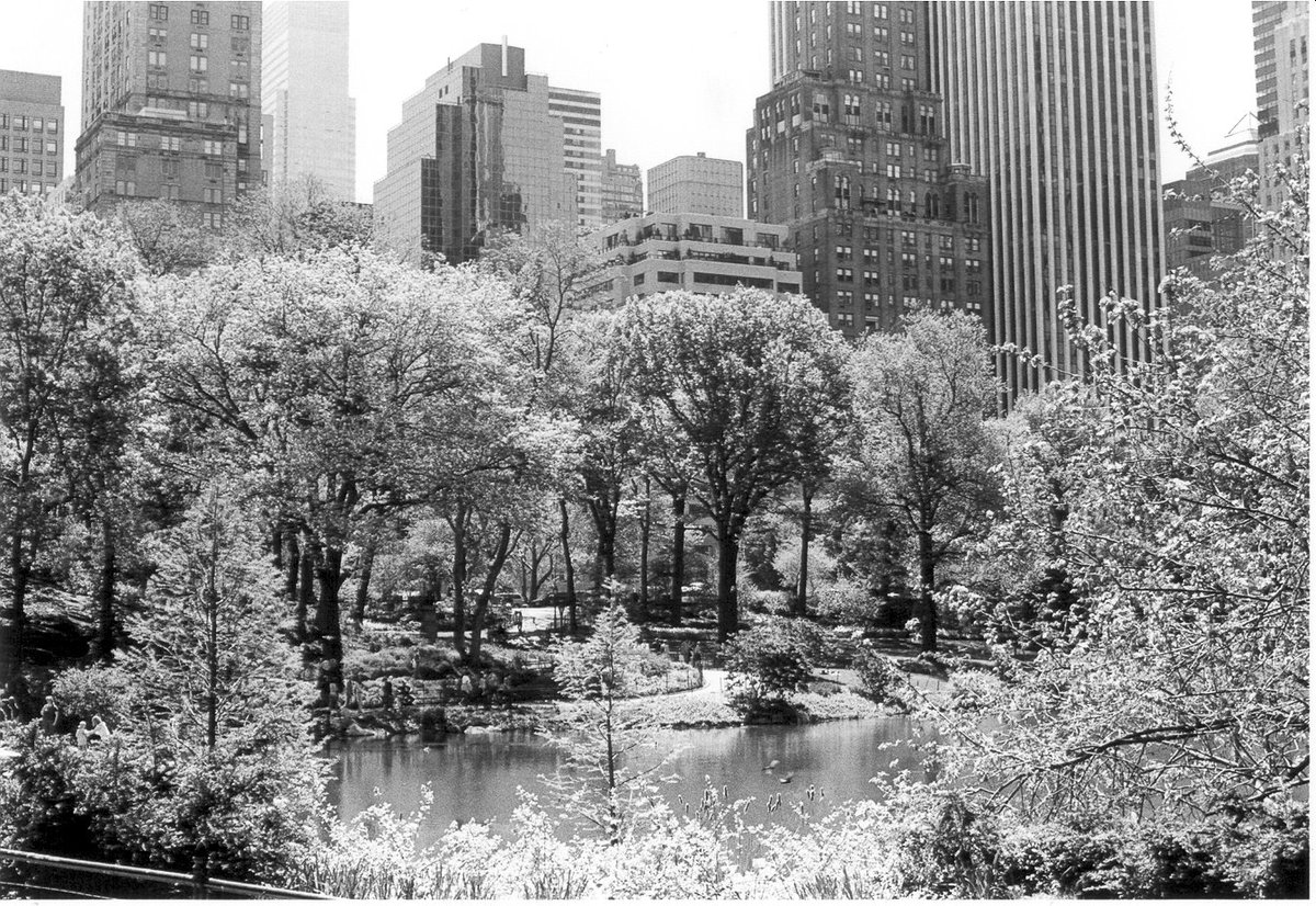 Photo entry: Central Park III