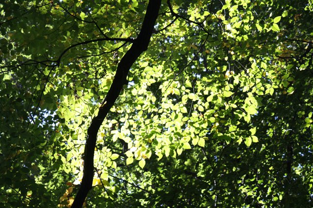 Photo entry: Light in tree leaves