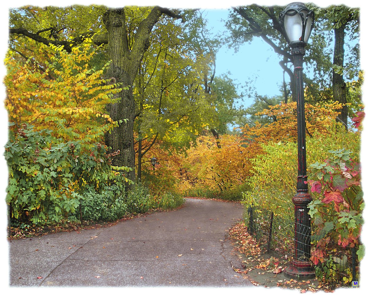 Photo entry: Central Park in Autumn 7