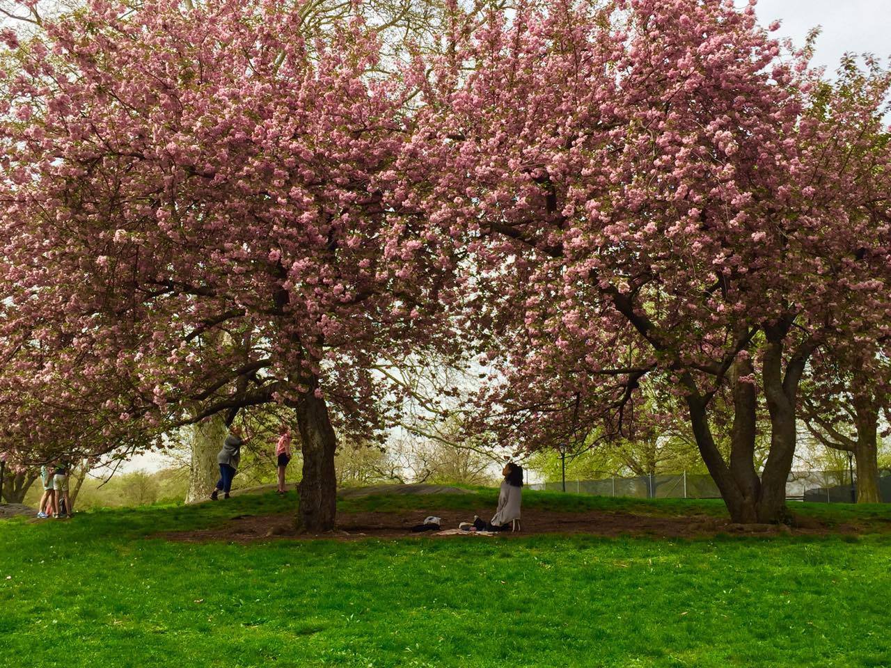 15 Places to See Cherry Blossom Trees in NYC - Page 12 of 16