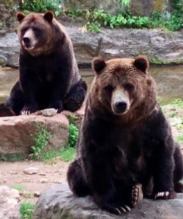 Grizzly Bears at the Central Park Zoo