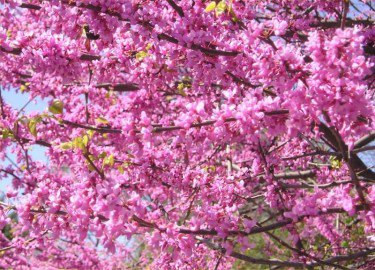 15 Places to See Cherry Blossom Trees in NYC - Page 12 of 16