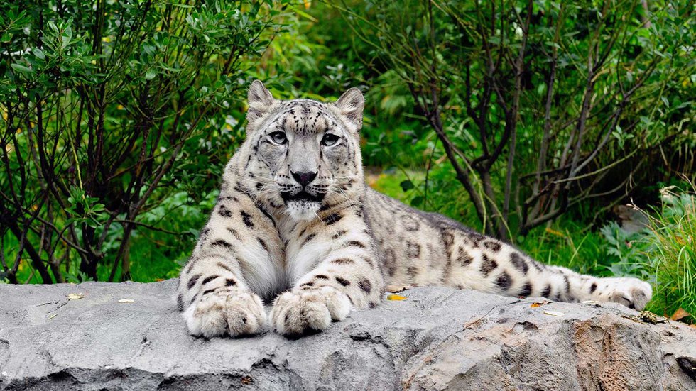 Snow Leopard